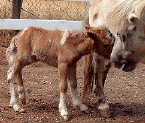 Amber Lace, owned by Running Shadow Ranch