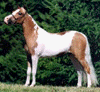 A mini pinto horse on TheMiniatureHorse.com