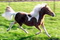 A miniature pinto horse on TheMiniatureHorse.com
