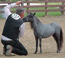 Avalon Farms Rhythm n Blues from Shadybrook Farm