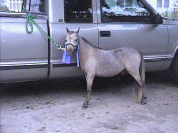 Flemings Brandys Bucky of Trinity Miniature Horse Farm