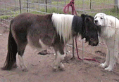 To AF Coronado from Triple Cross Farm & Duffy