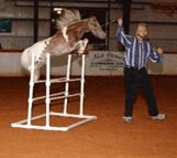 National Champion Sunnyside Fire of T Bar T Miniature Horse Farm