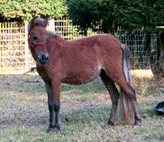 Haley's A Little Lace from The Mini Haywire Ranch