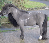 Mighty Magpie of Ramsden Bellhouse Arabian & Miniature Stud