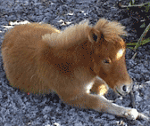 Hairicane Flashy Toy of Mystic Meadows Equestrian Center