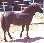 Thousand Oaks Tequila Blue from The Mini Haywire Ranch