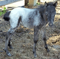 4 K's High Voltage from 4 K's Miniature Horses